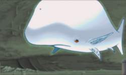 89255 B