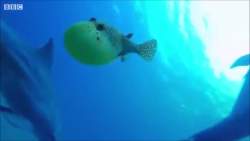 3268612 B
