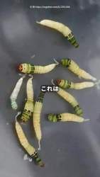 7299830 B
