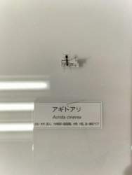 3645586 B