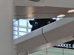 46981 B