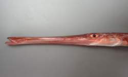 15589 B