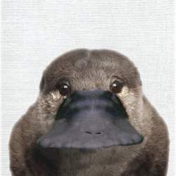 54338 B