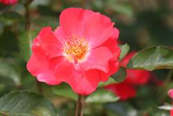 650334 B