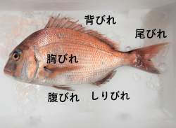 1010569 B