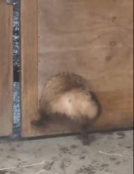 29711 B