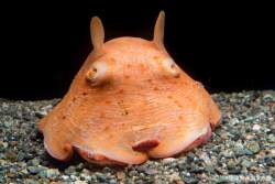 218277 B