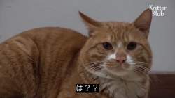 54270 B