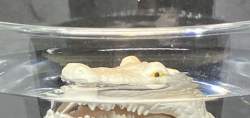 39857 B