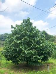 51270 B