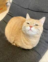 211306 B