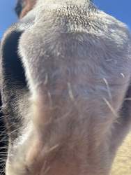 1038250 B