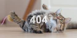 423204 B