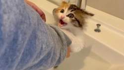 22080 B