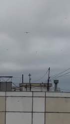 4435251 B