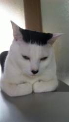 21414 B
