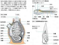 87266 B