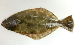 25902 B