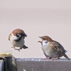 431384 B