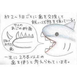 24393 B