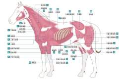 42311 B