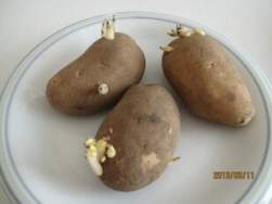 13036 B