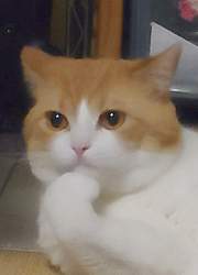 155367 B