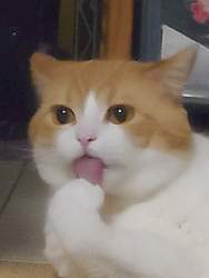 154438 B