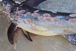 73953 B