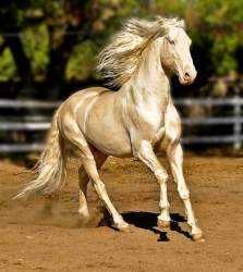 70388 B