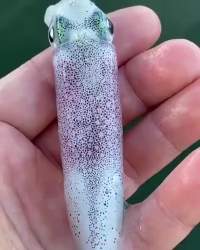 1635179 B