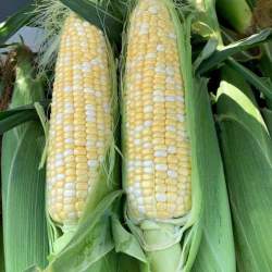 75858 B