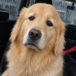 229186 B