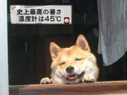 41021 B
