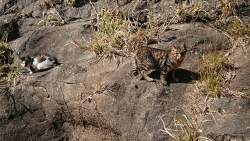 3515268 B