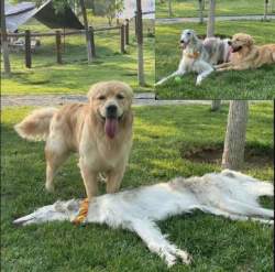 223324 B