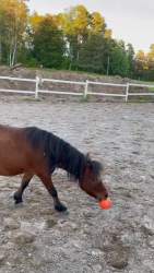 2005562 B