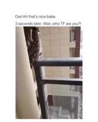 1295731 B