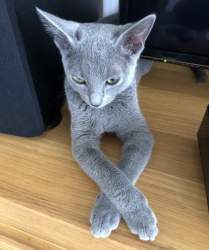 41488 B