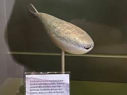 62486 B