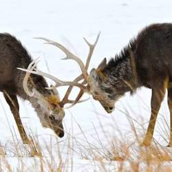 32821 B