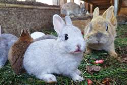 401236 B
