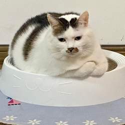 130676 B