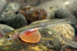 37667 B