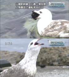 73393 B