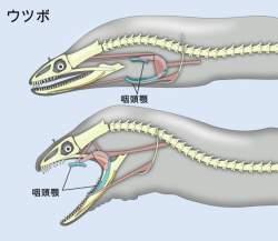 41620 B
