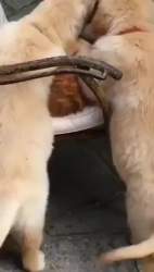 2481642 B