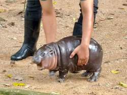 90064 B