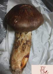 261898 B