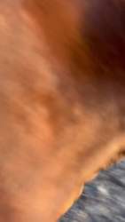 2964497 B